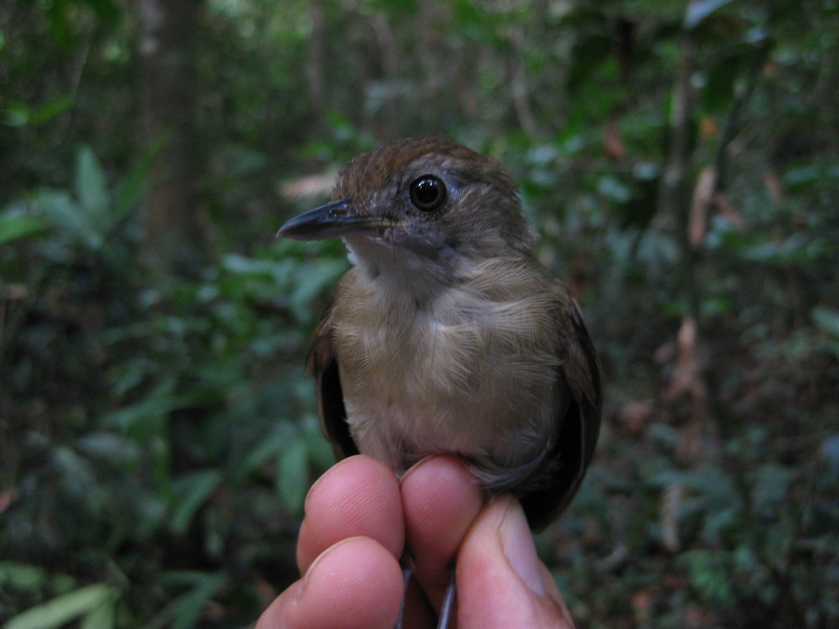 Pale-breasted Illadopsis - ML637997718