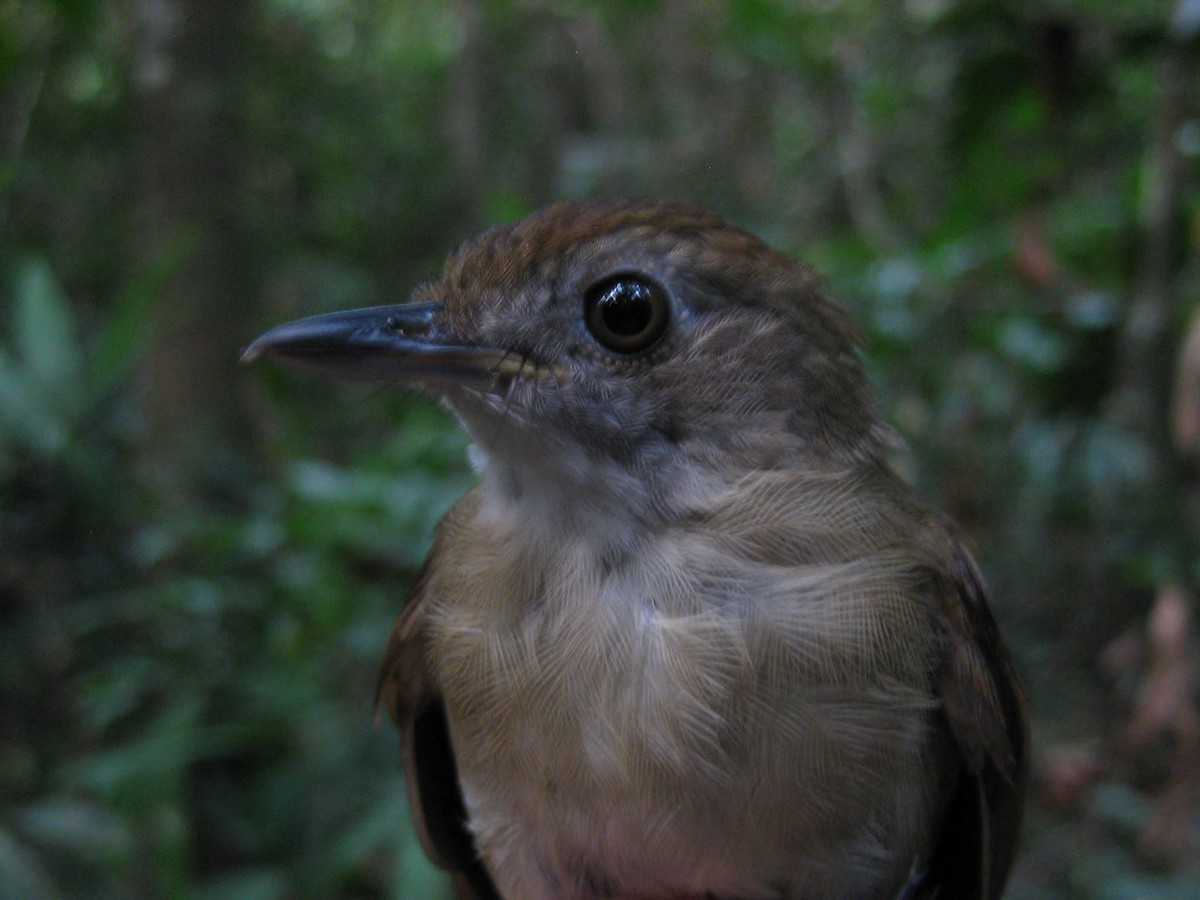 Pale-breasted Illadopsis - ML637997719
