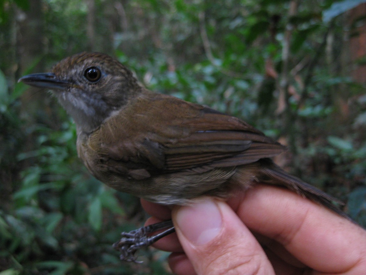 Pale-breasted Illadopsis - ML637997720