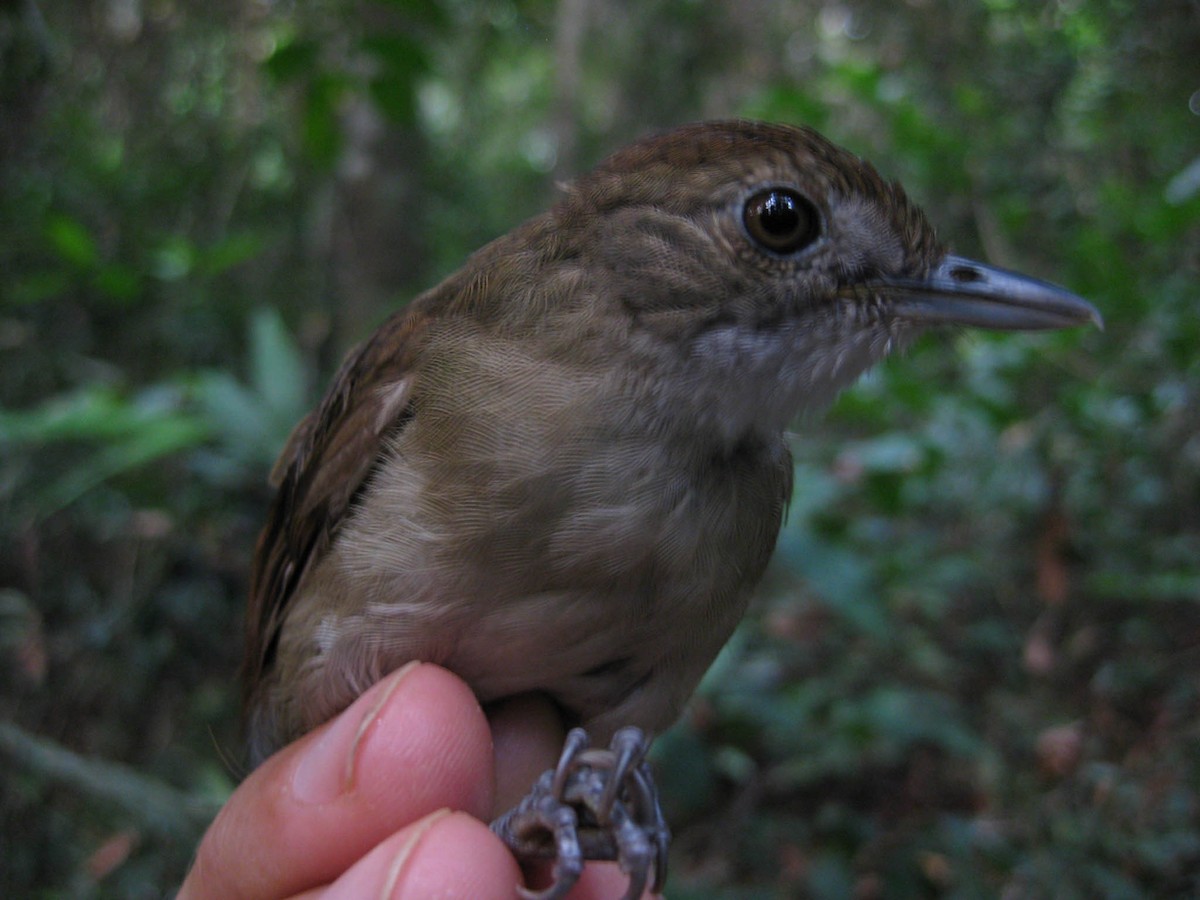 Pale-breasted Illadopsis - ML637997721