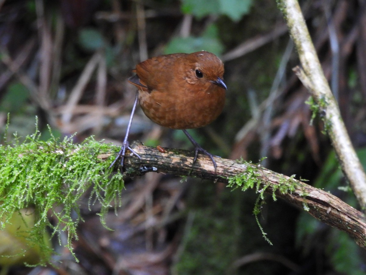 Equatorial Antpitta - ML637997736