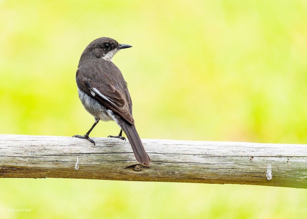Fiscal Flycatcher - ML637997753