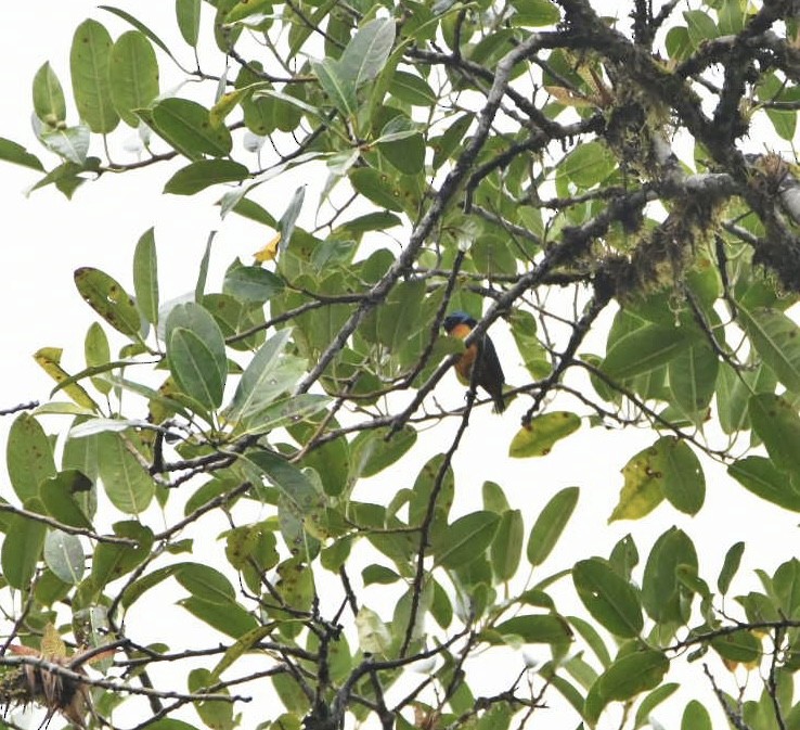 Elegant Euphonia - ML637997823