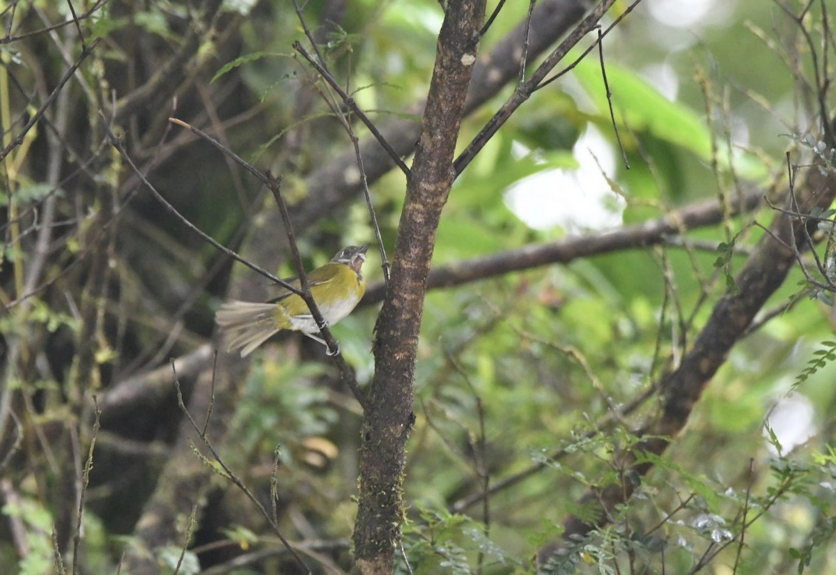 Common Chlorospingus - ML637997832