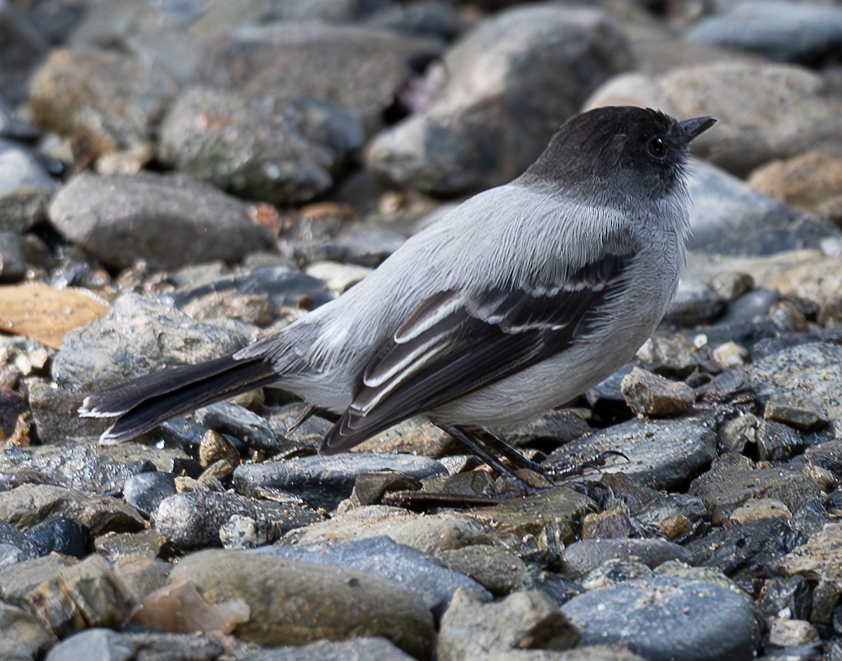 Torrent Tyrannulet - ML637997850