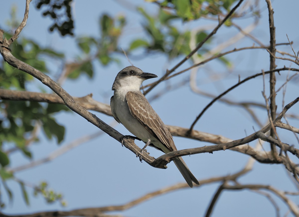 Gray Kingbird - ML637997896