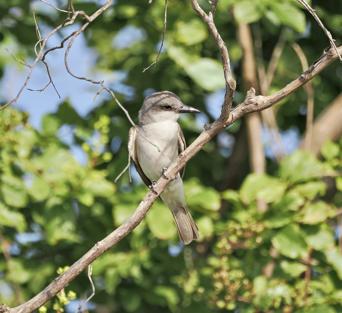 Gray Kingbird - ML637997899