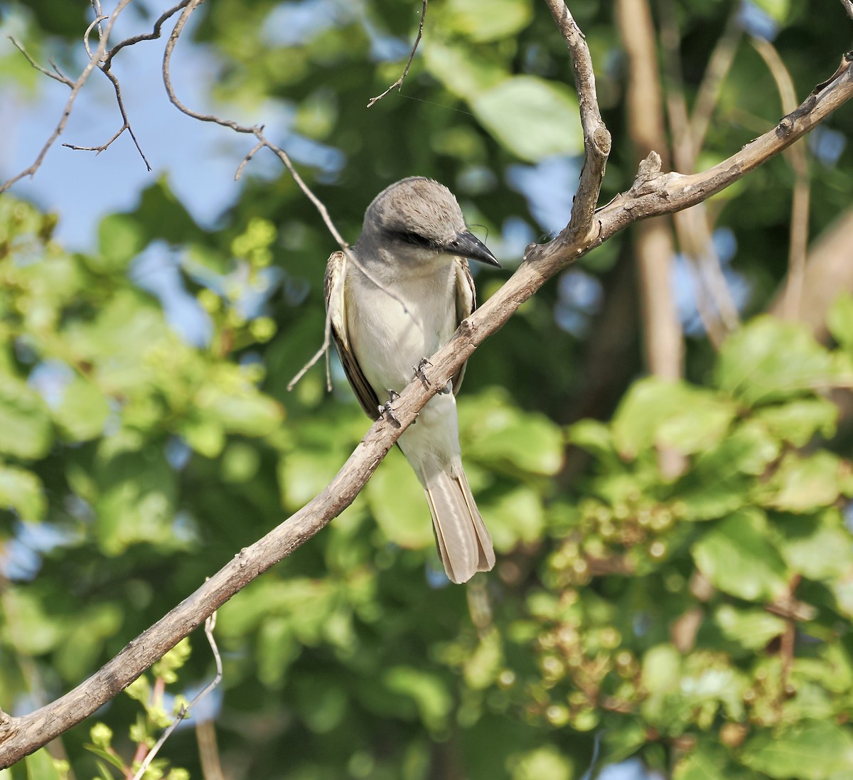 Gray Kingbird - ML637997902