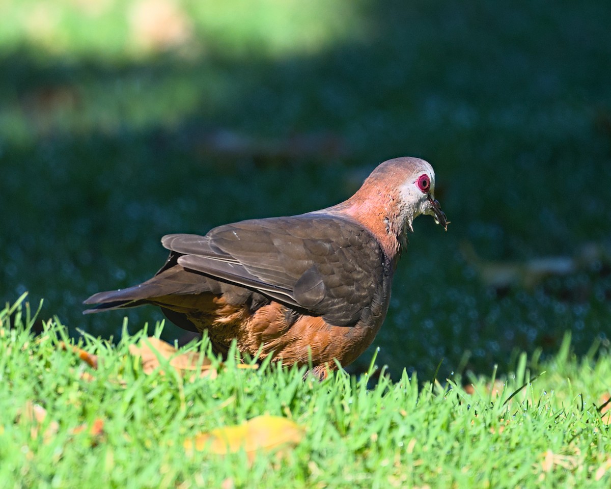 Lemon Dove - ML637997917