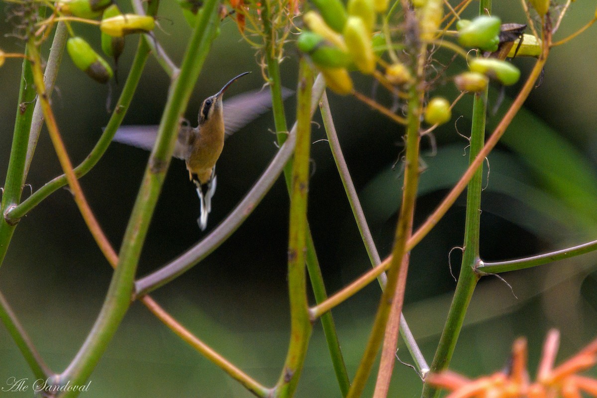 Planalto Hermit - ML637997918