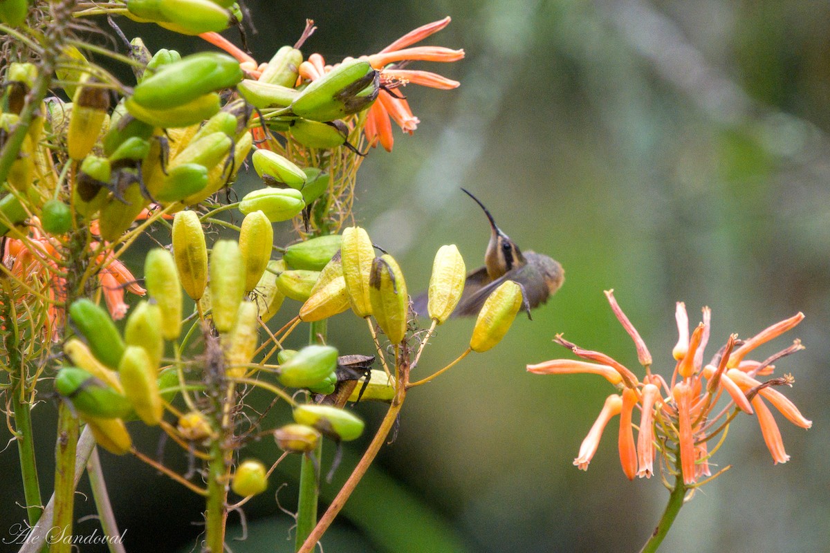 Planalto Hermit - ML637997919