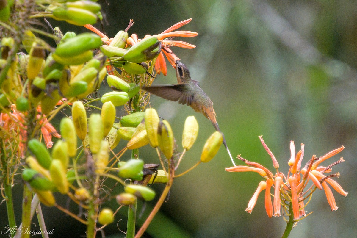 Planalto Hermit - ML637997920
