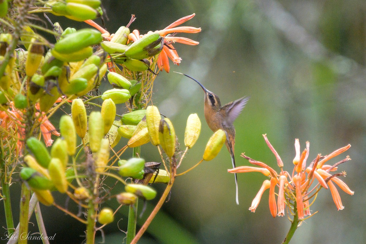 Planalto Hermit - ML637997921