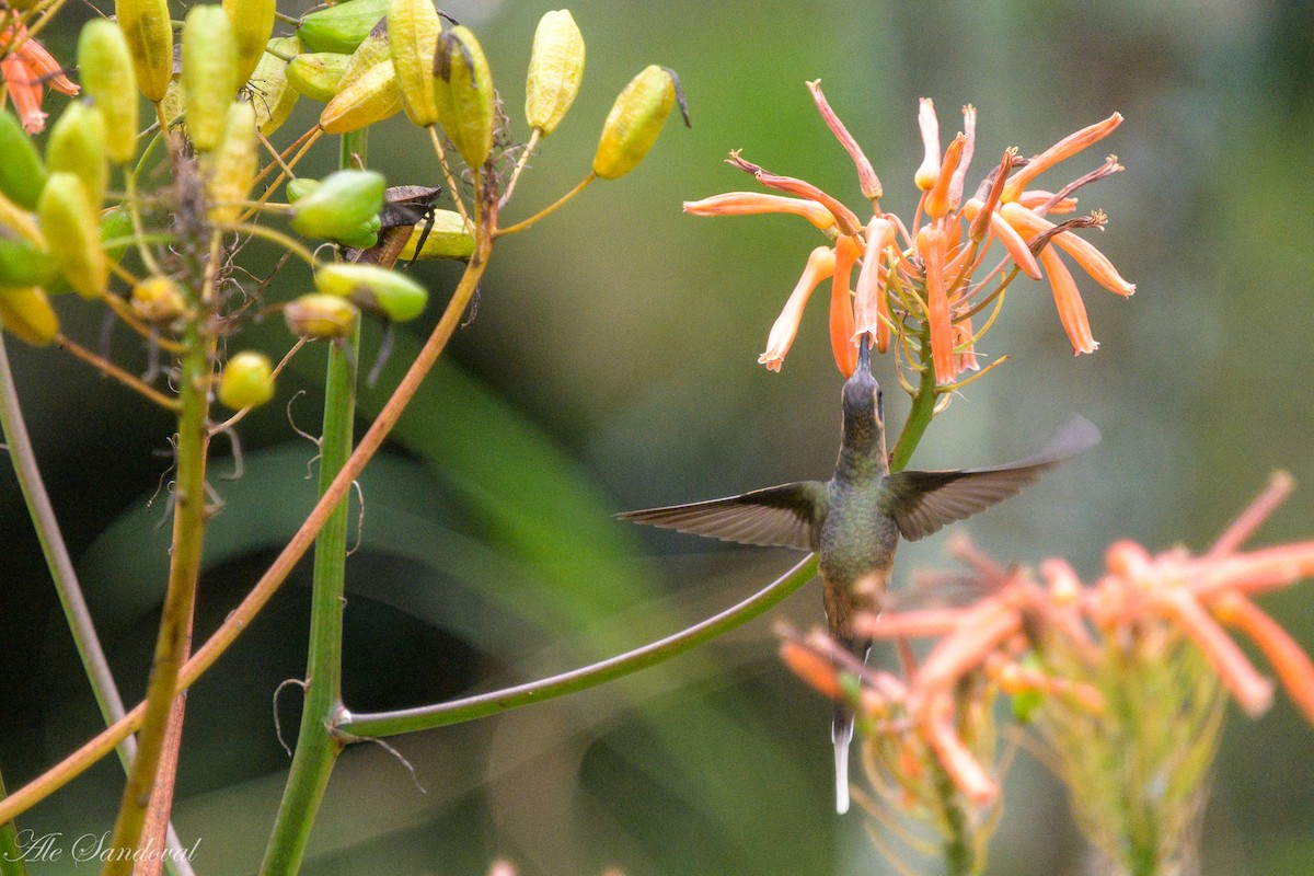 Planalto Hermit - ML637997922