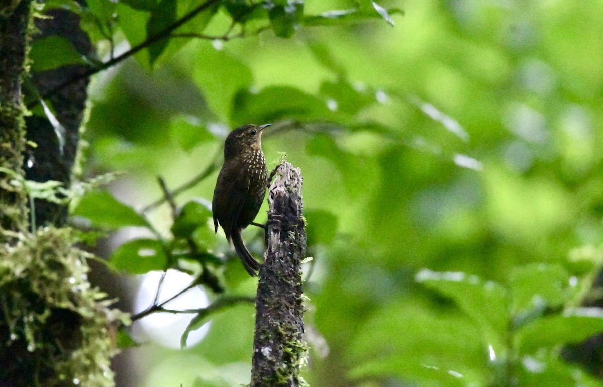 Spotted Barbtail - ML637997943