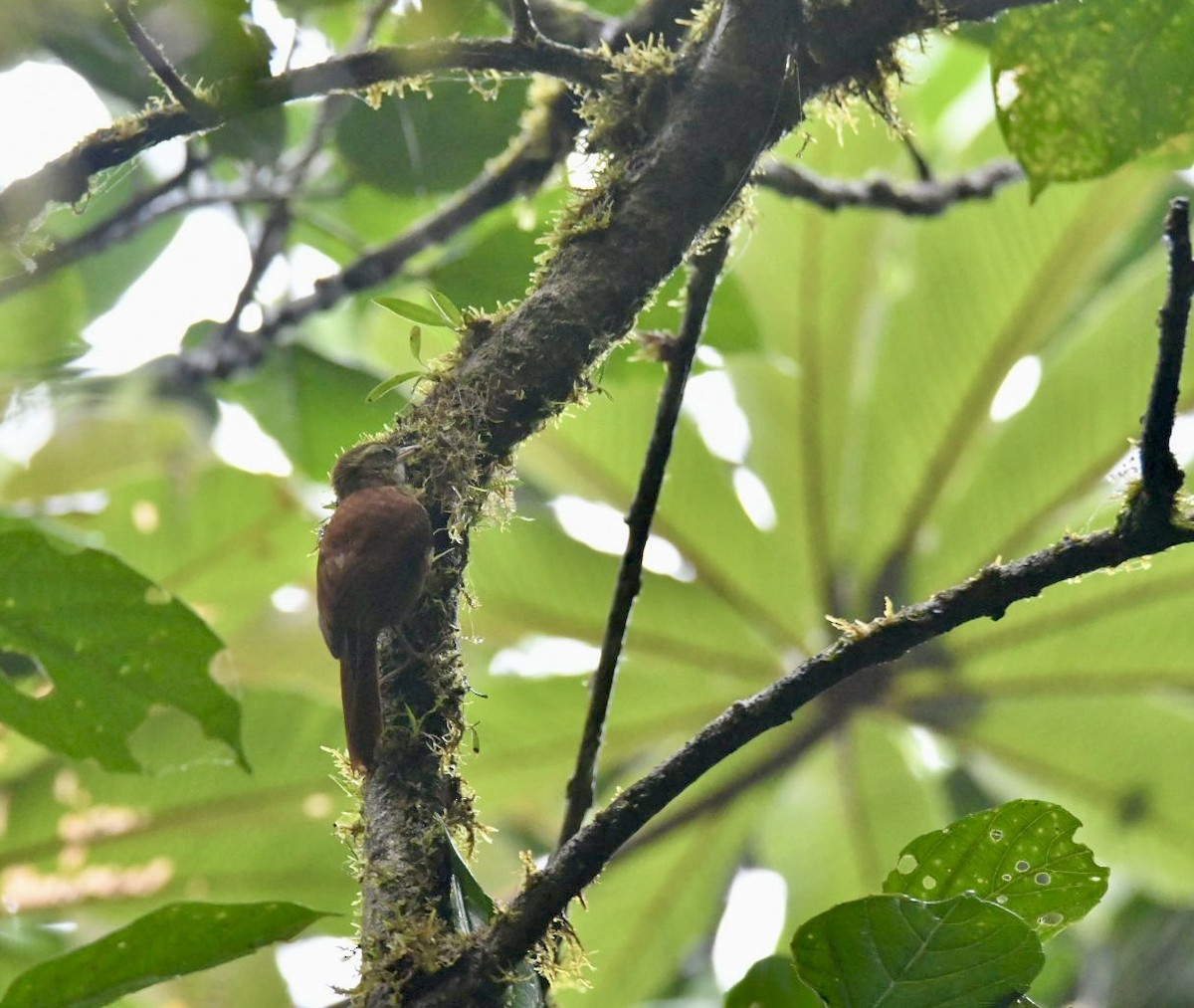Ruddy Treerunner - ML637997949