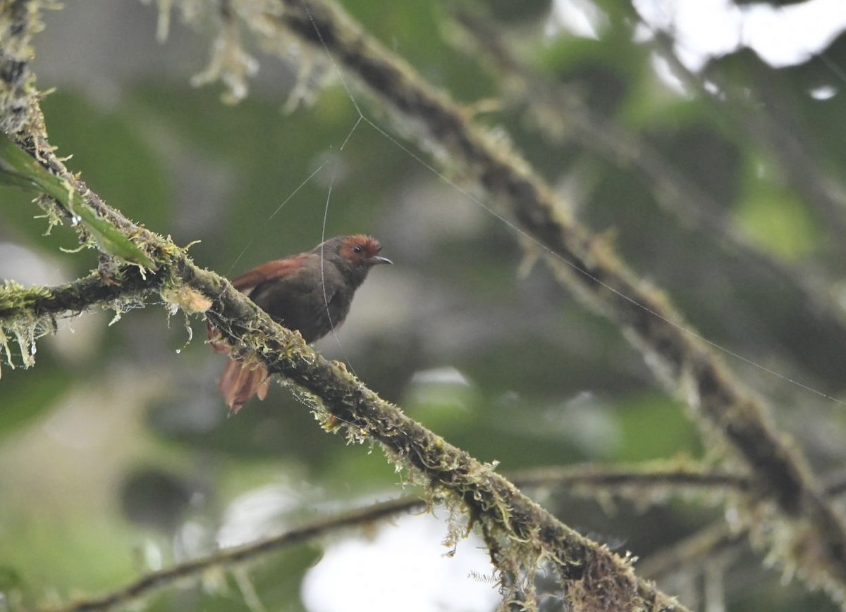 Red-faced Spinetail - ML637997957
