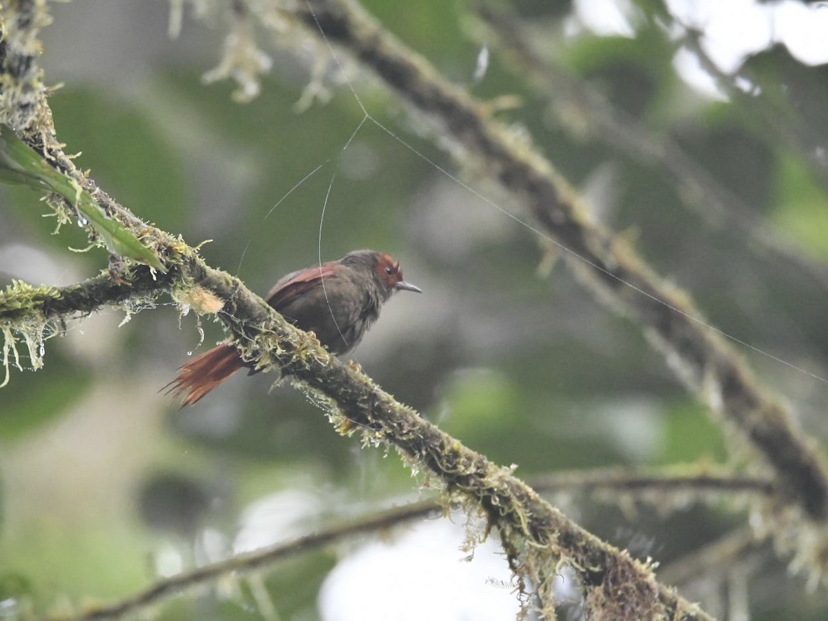 Red-faced Spinetail - ML637997958