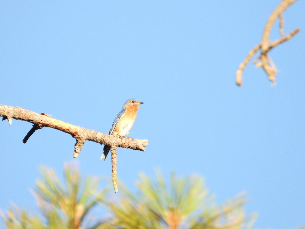 Eastern Bluebird - ML637997975