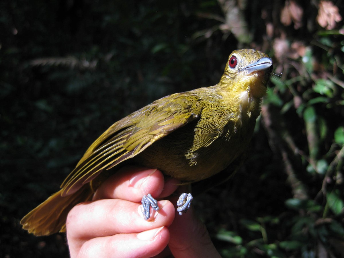Yellow-bearded Greenbul - ML637997978