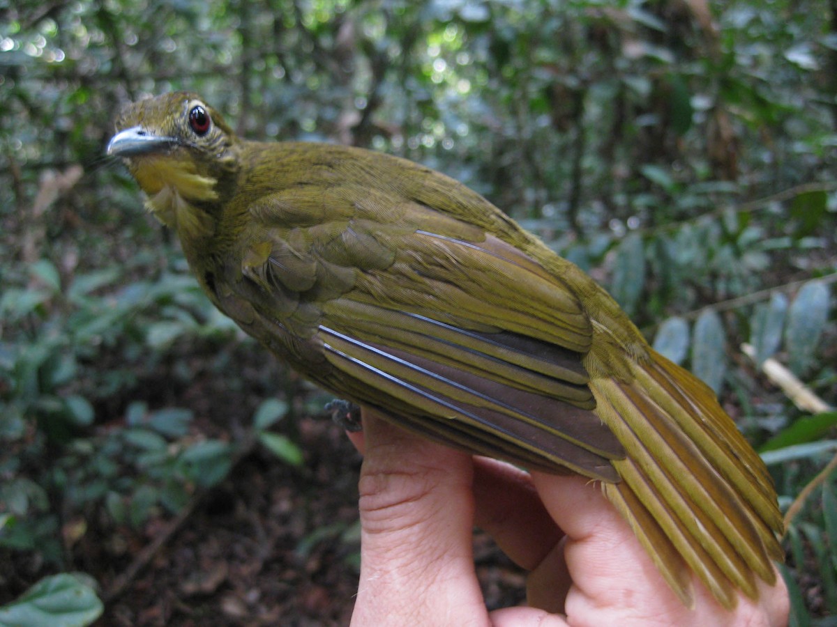 Yellow-bearded Greenbul - ML637997983