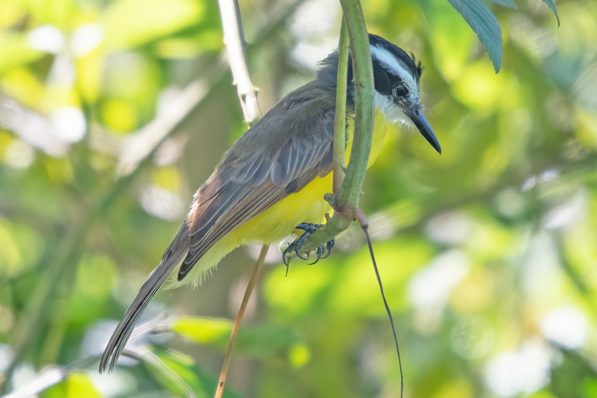 Lesser Kiskadee - ML637997997