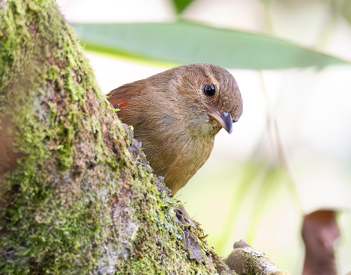 Red-faced Spinetail - ML637998025