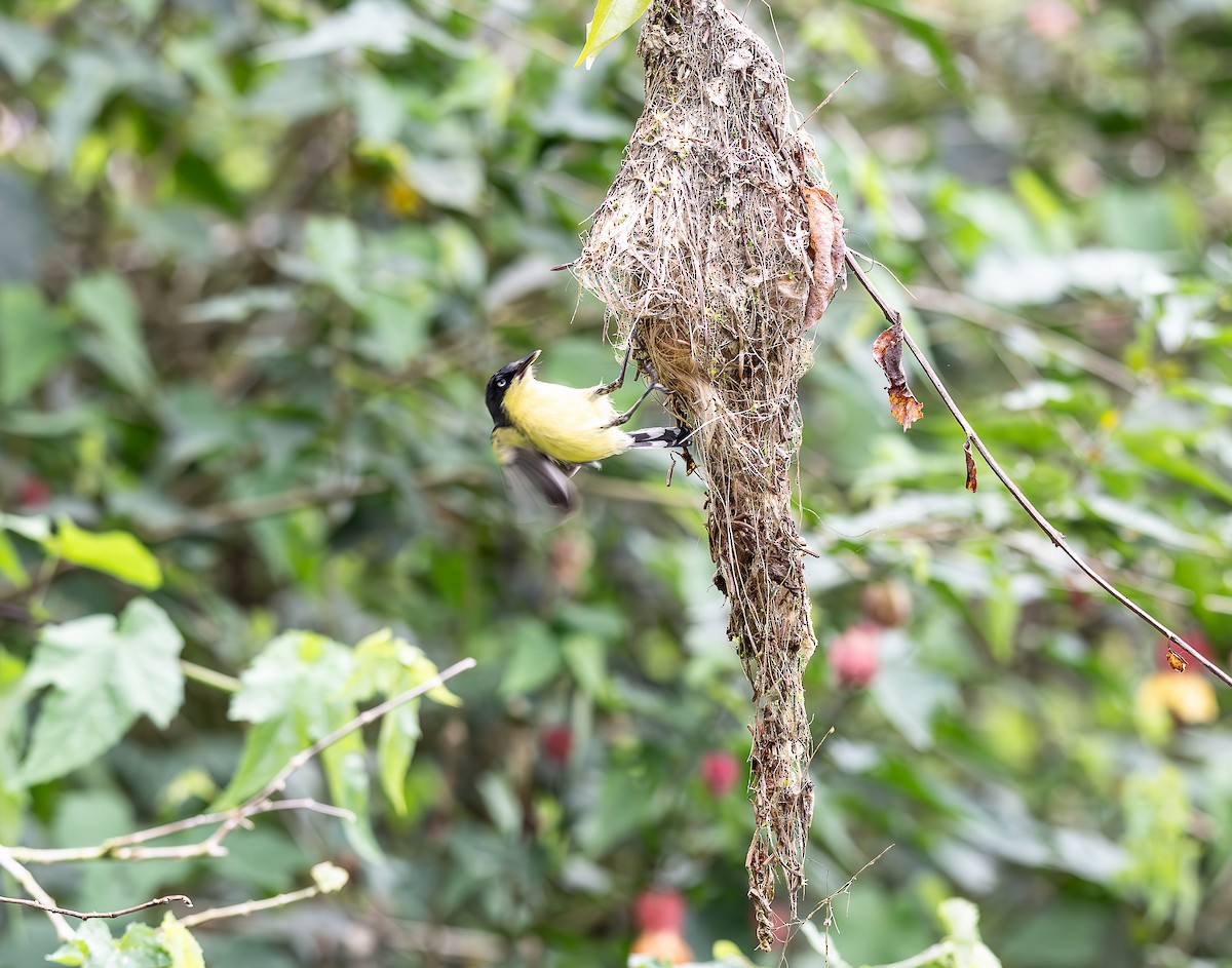 Common Tody-Flycatcher - ML637998035