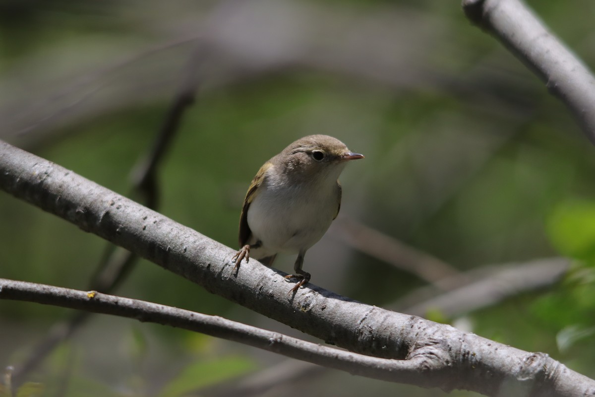 Western Bonelli's Warbler - ML637998036