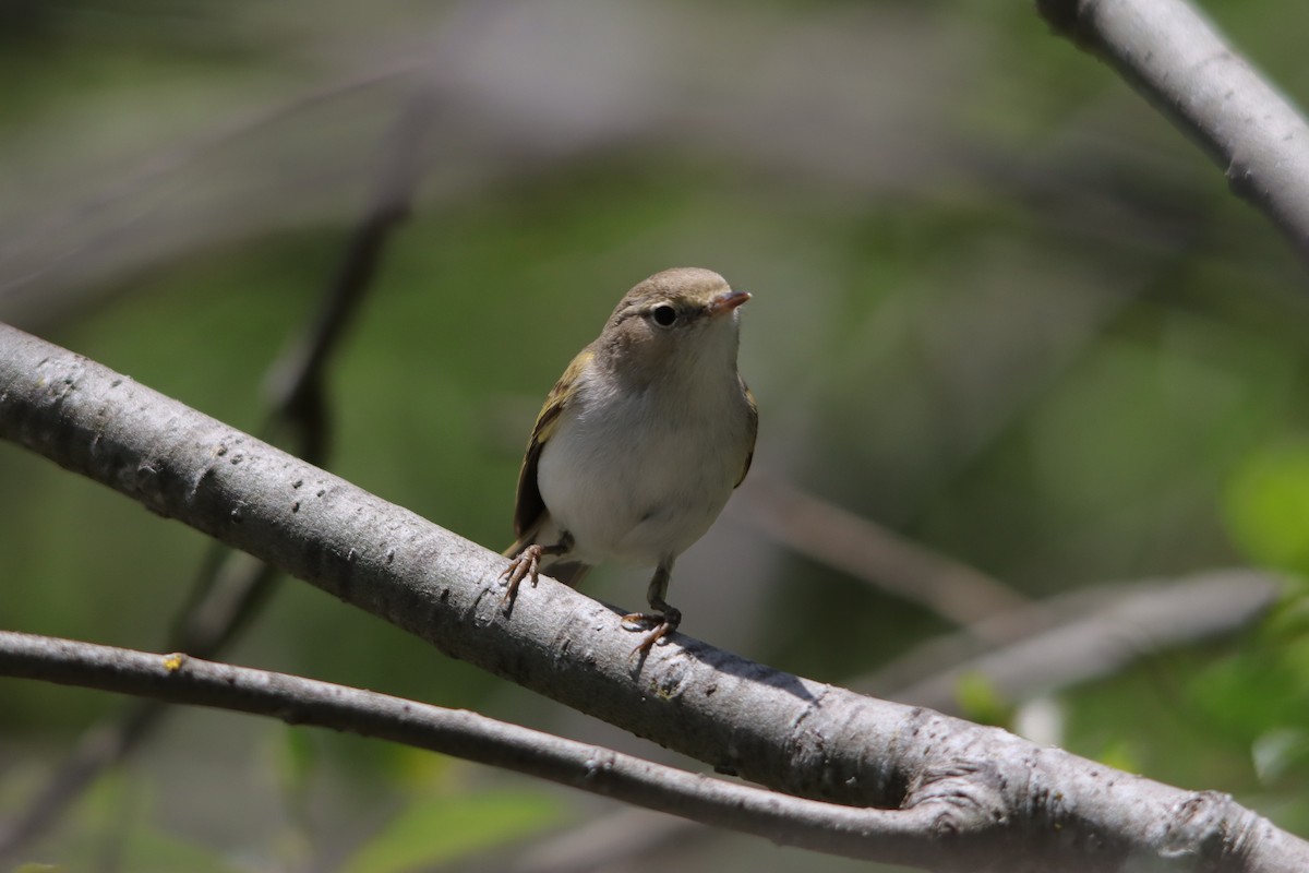 Western Bonelli's Warbler - ML637998037