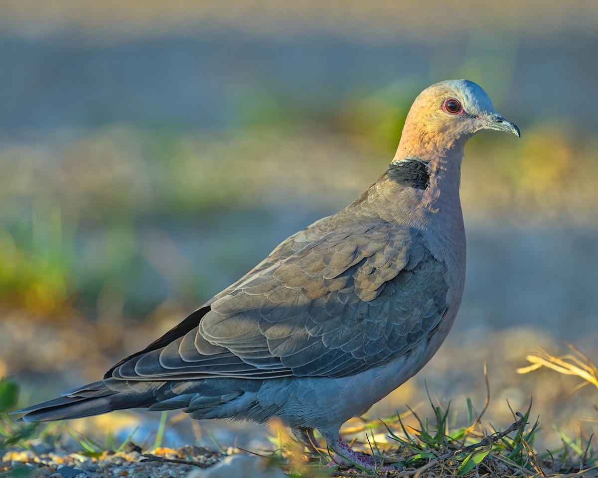 Red-eyed Dove - ML637998073
