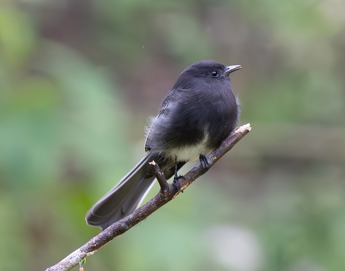 Black Phoebe - ML637998087