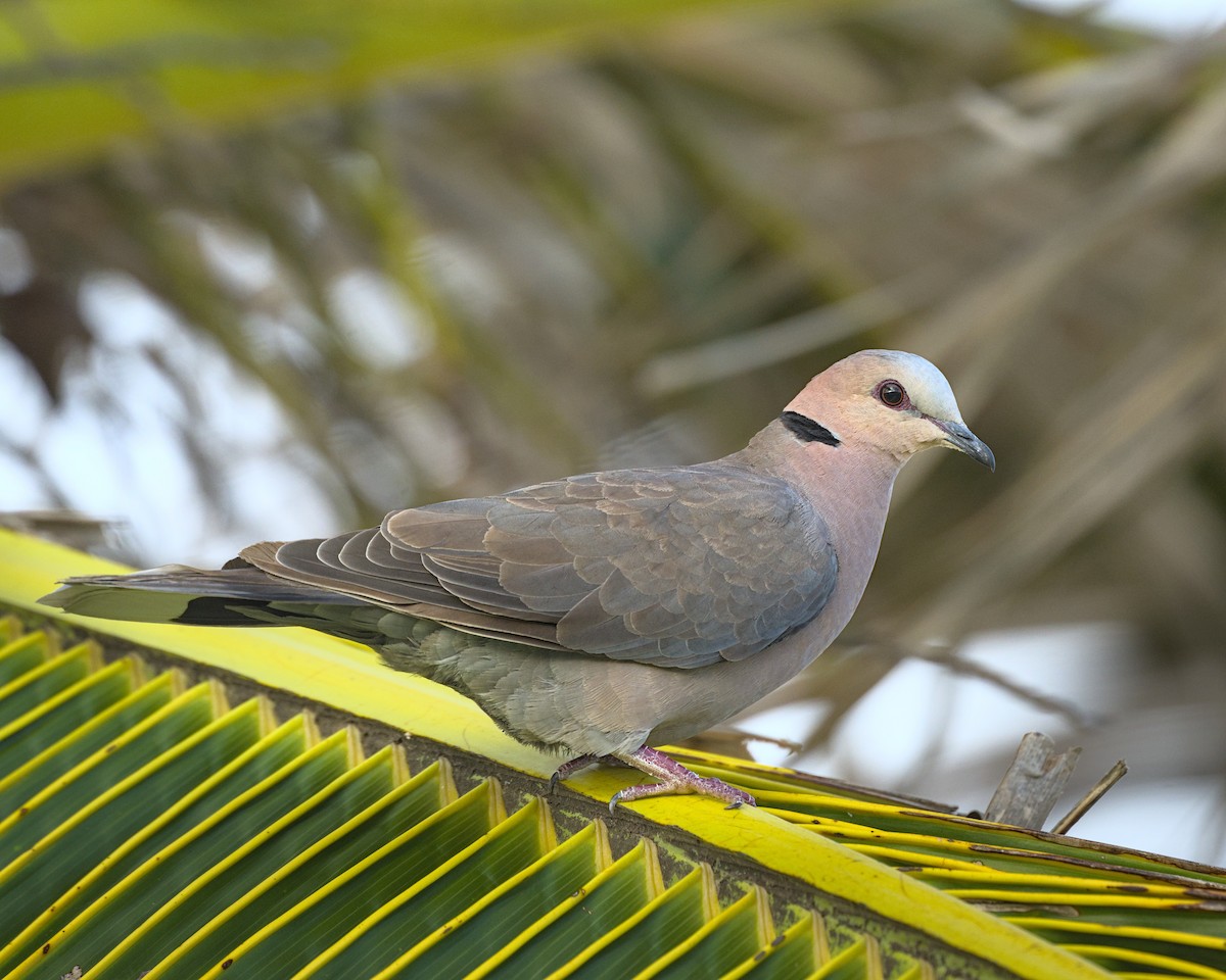 Red-eyed Dove - ML637998097