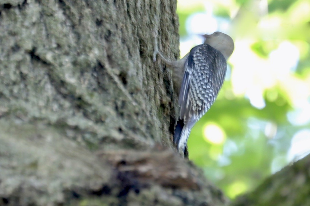 Red-bellied Woodpecker - ML637998100
