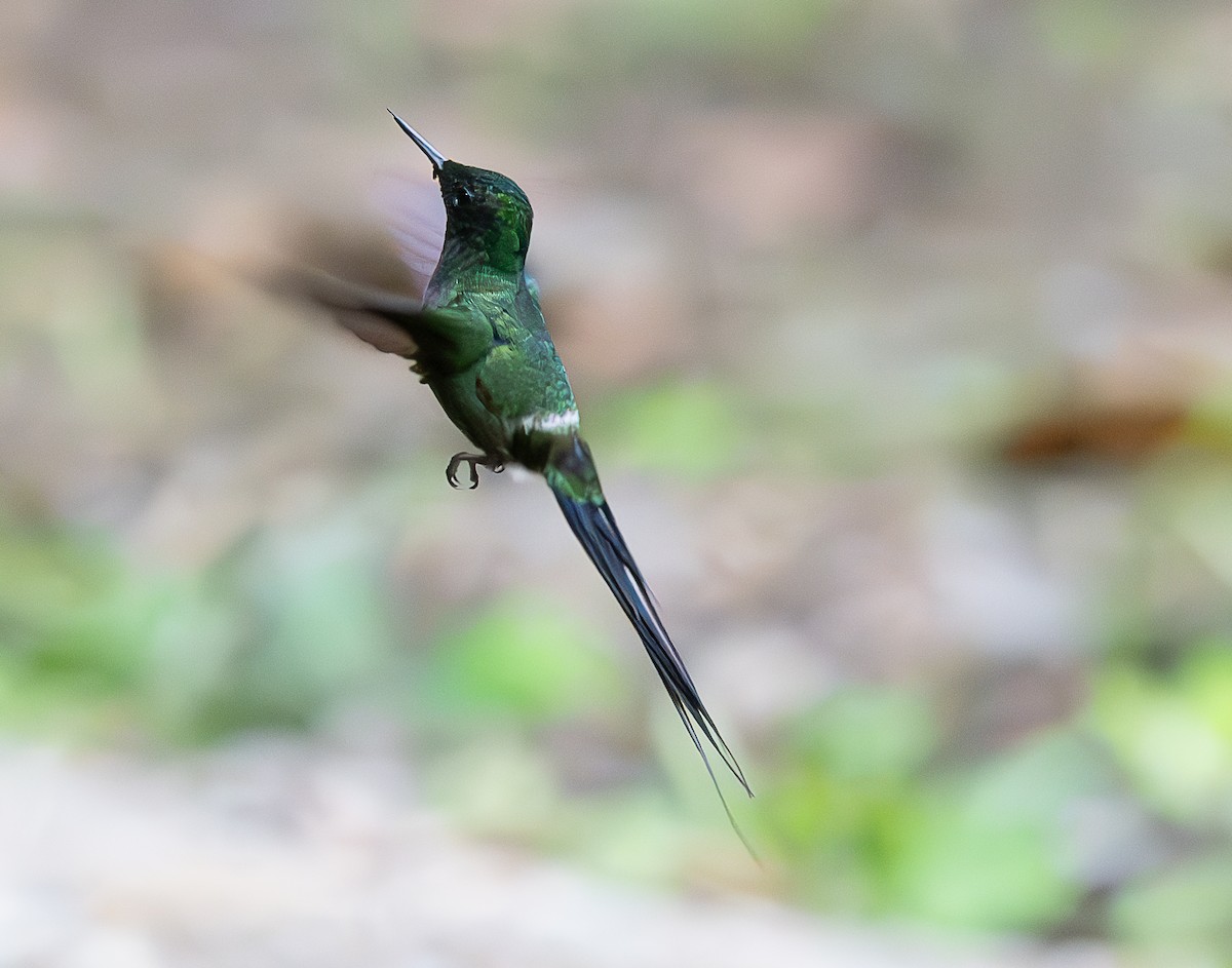 Green Thorntail - ML637998112