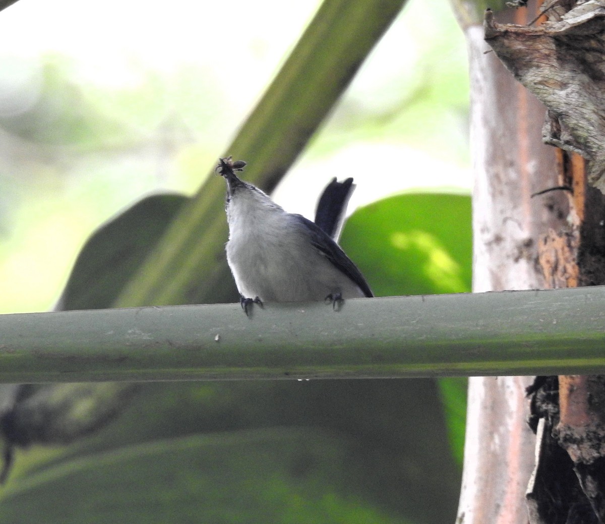 Tropical Gnatcatcher - ML637998113