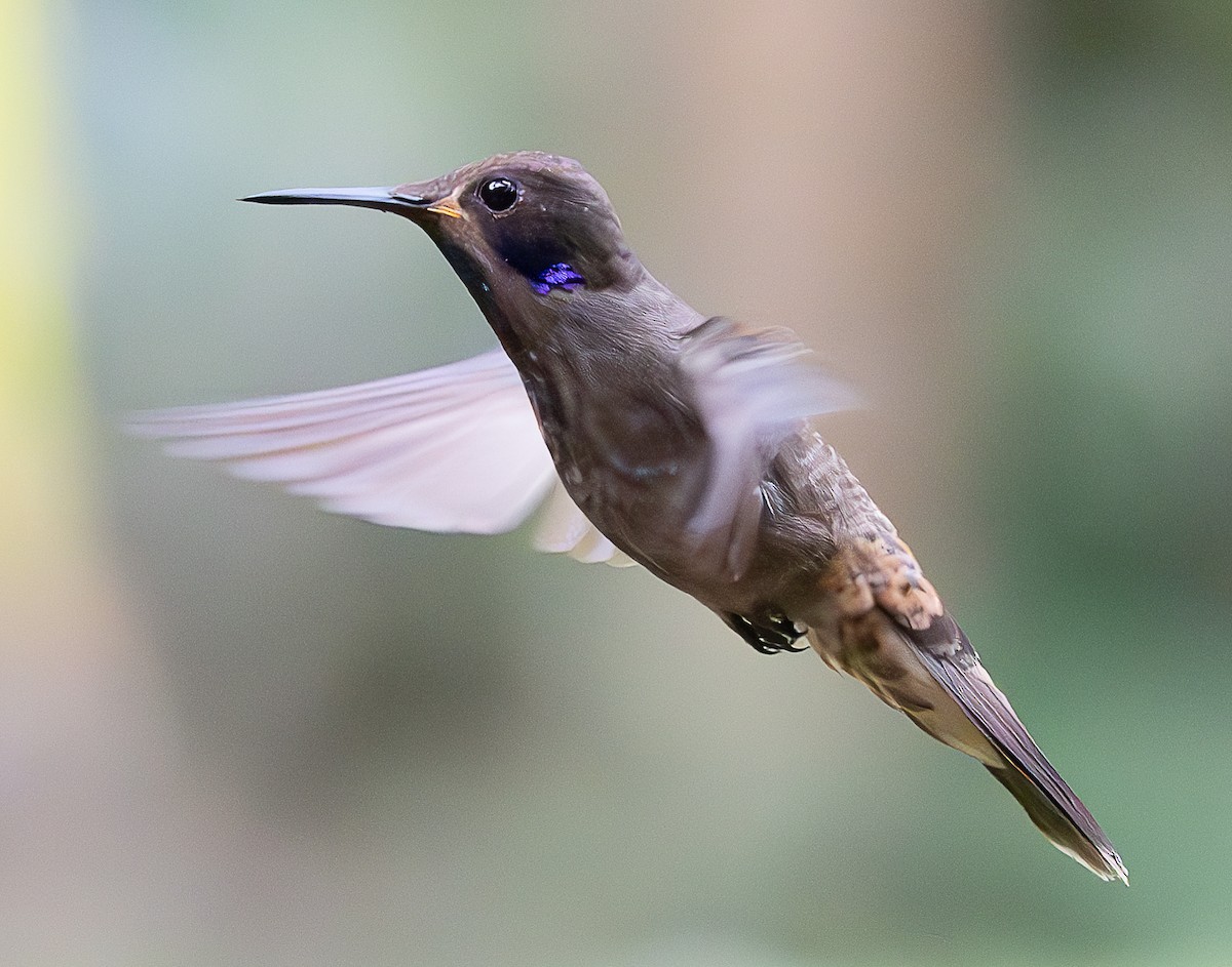 Brown Violetear - ML637998117