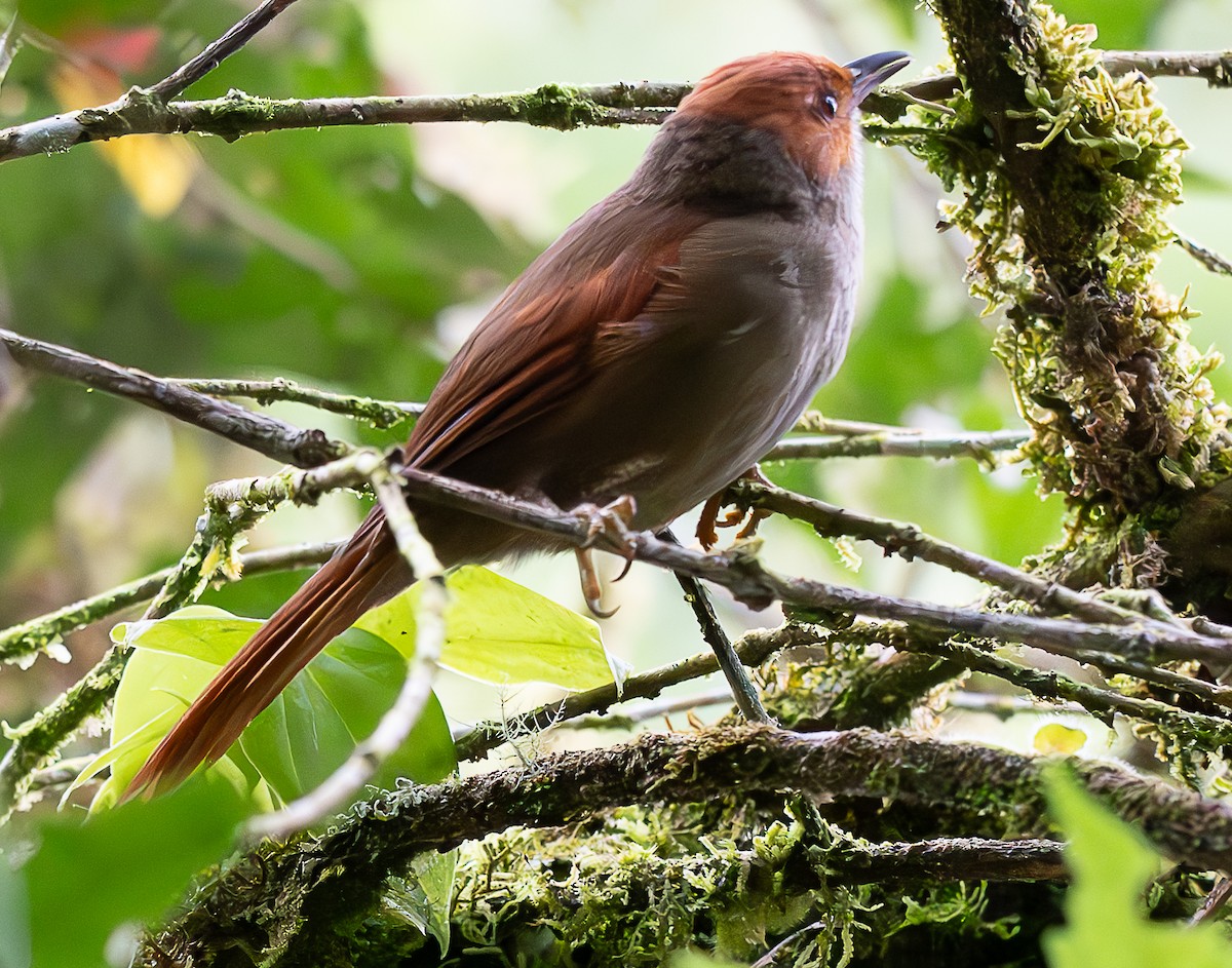 Red-faced Spinetail - ML637998120