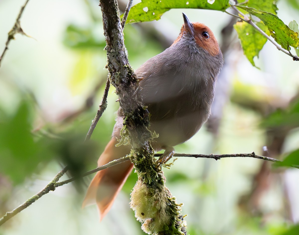 Red-faced Spinetail - ML637998121