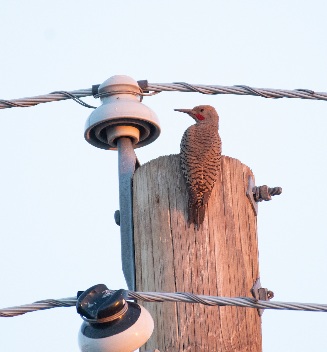 Gilded Flicker - ML637998125