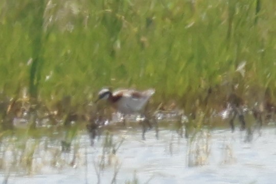 Wilson's Phalarope - ML637998128