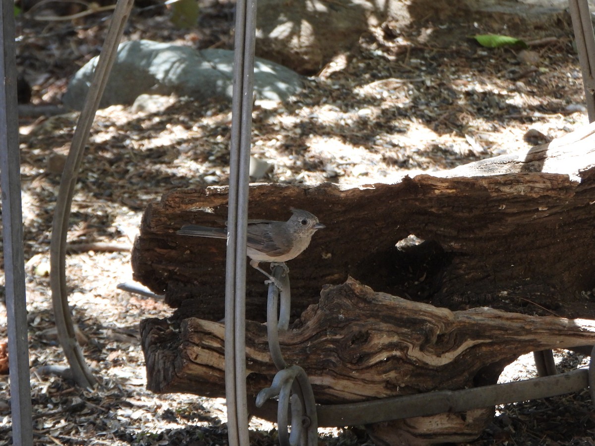 Juniper Titmouse - ML637998136