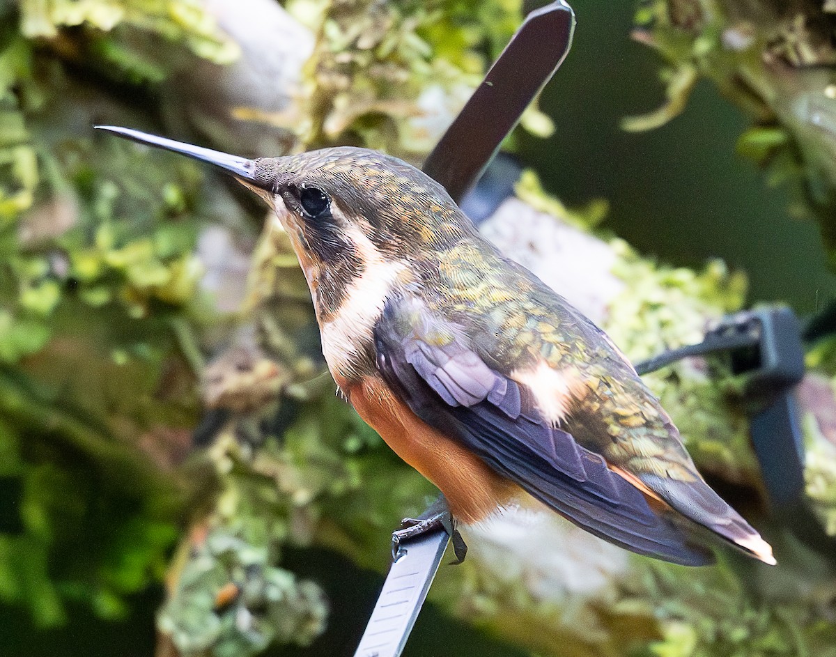 Purple-throated Woodstar - ML637998139