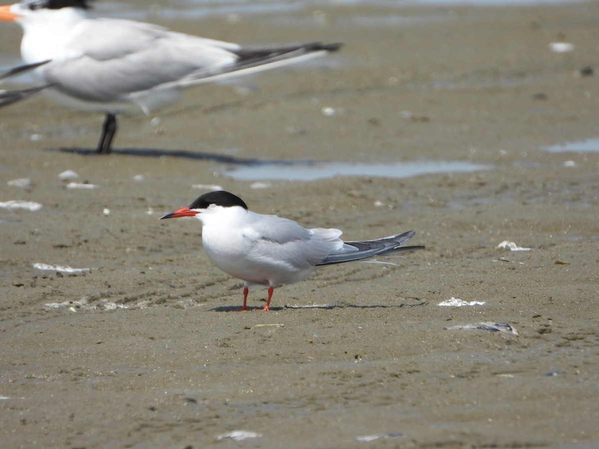 Common Tern - ML637998151