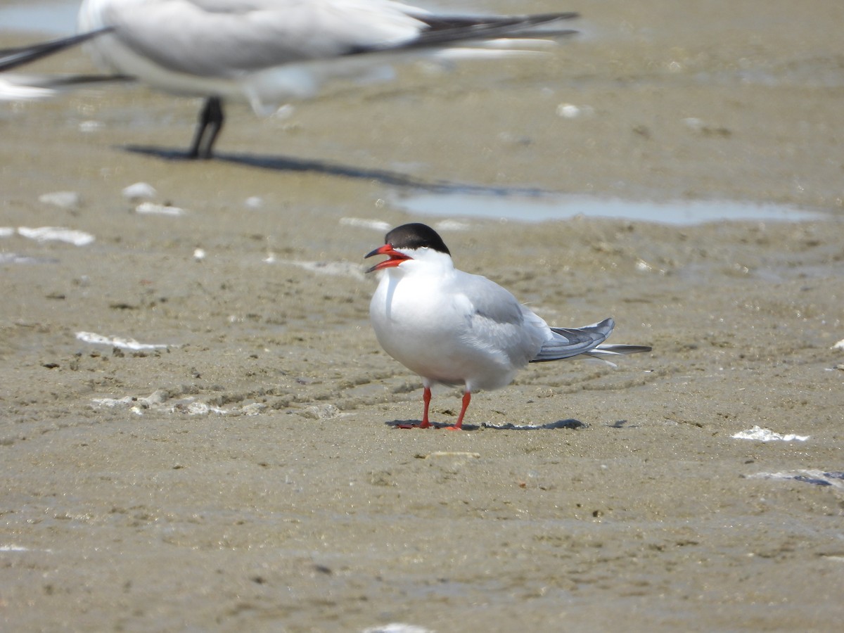 Common Tern - ML637998155