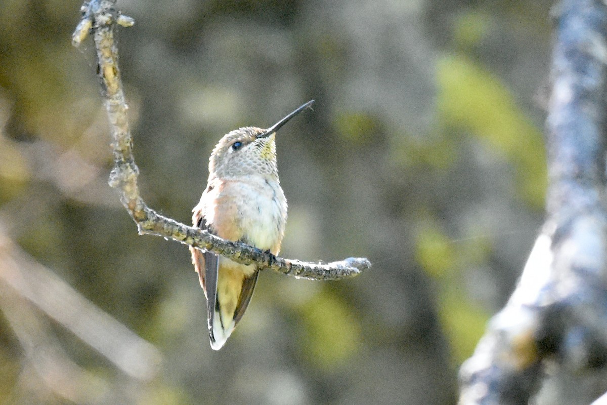 Rufous/Allen's Hummingbird - ML637998199