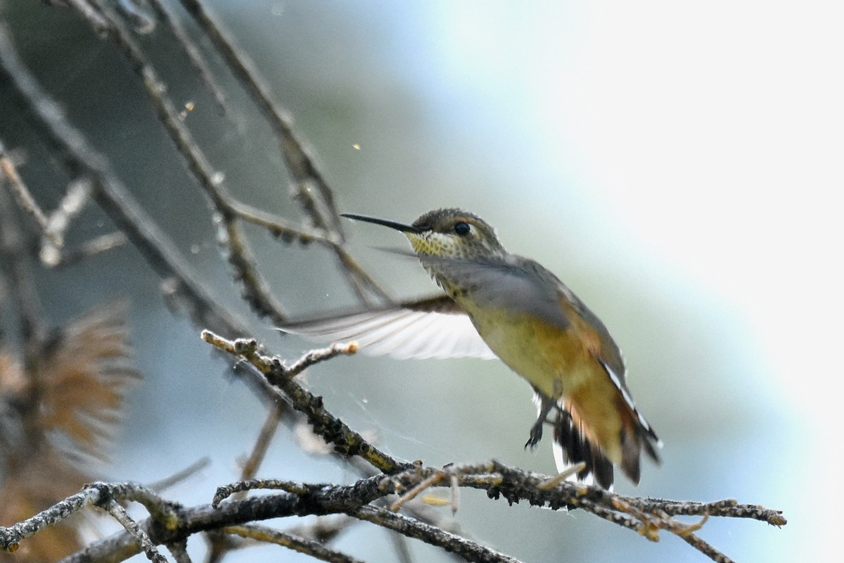 Rufous/Allen's Hummingbird - ML637998200