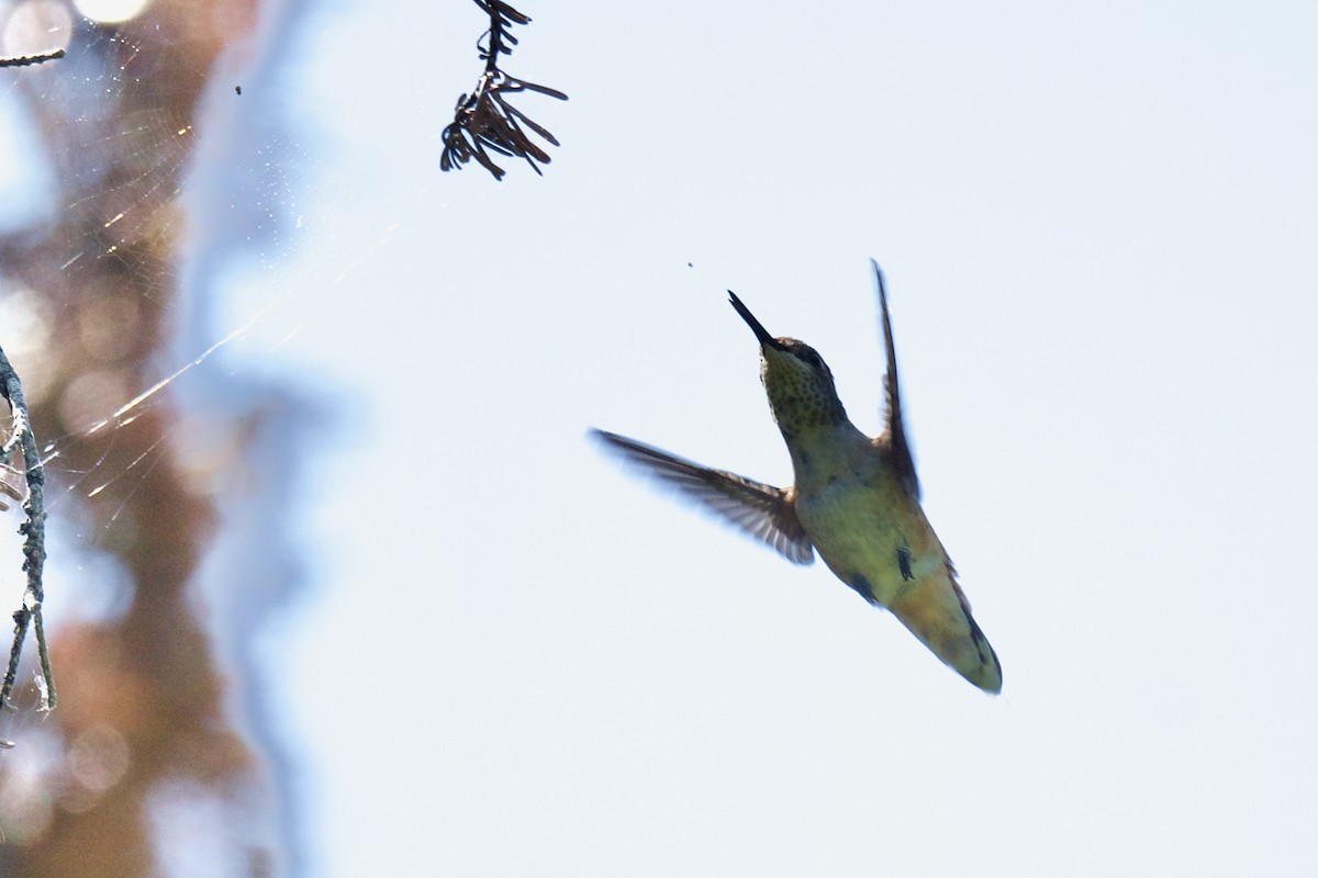 Rufous/Allen's Hummingbird - ML637998201