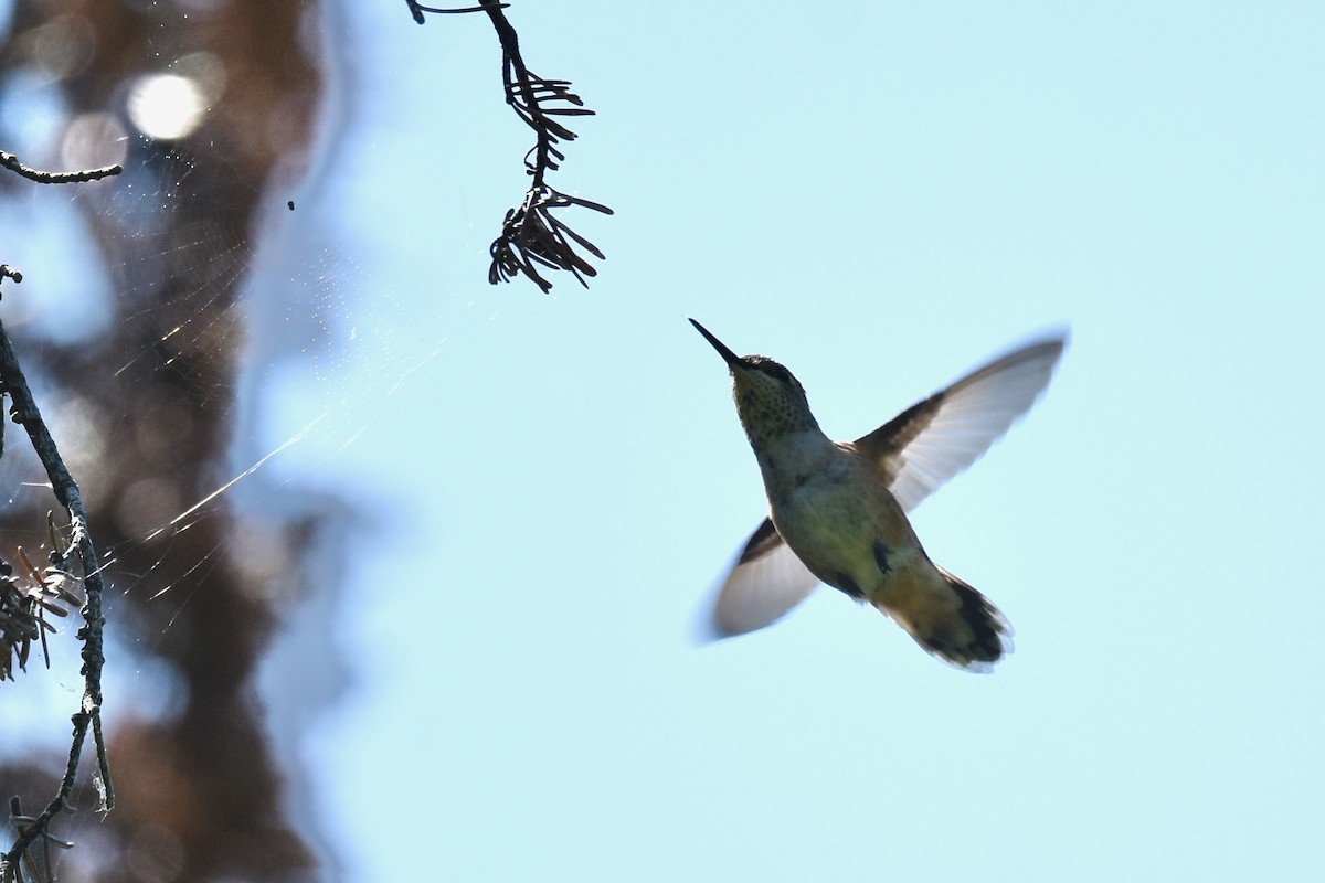 Rufous/Allen's Hummingbird - ML637998202