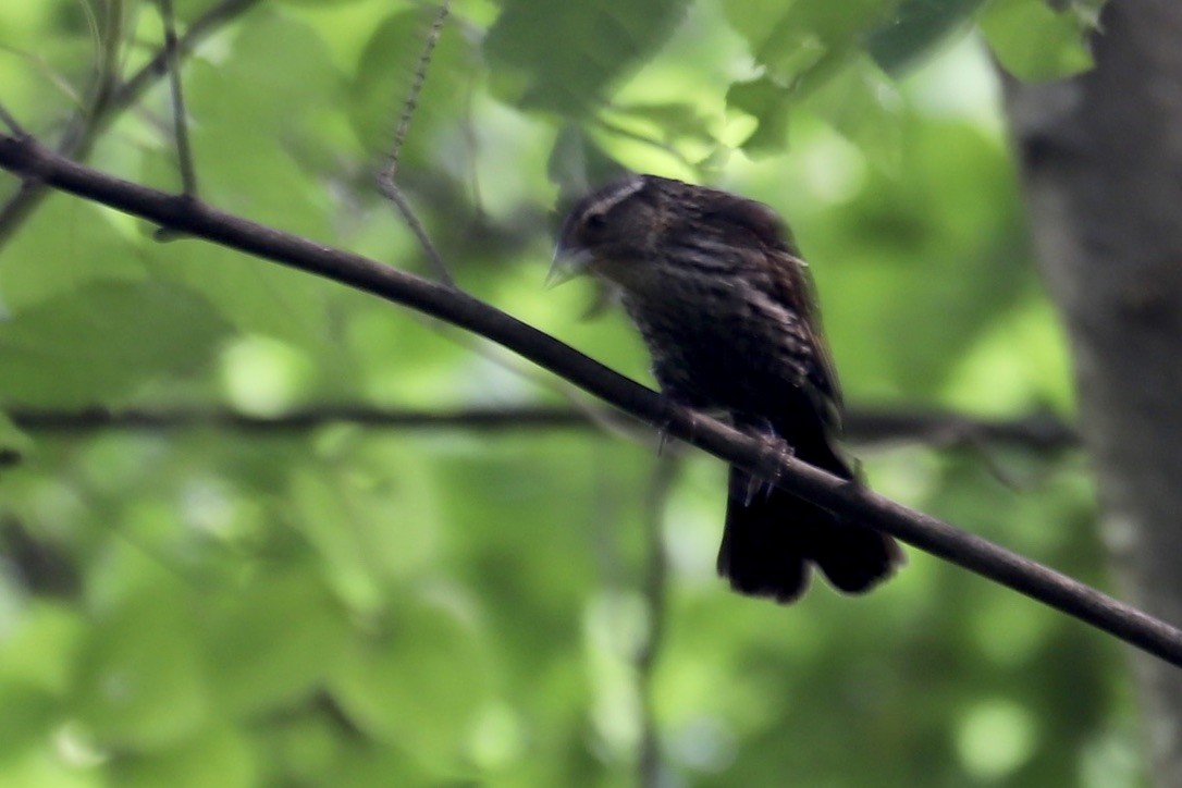 Red-winged Blackbird - ML637998203